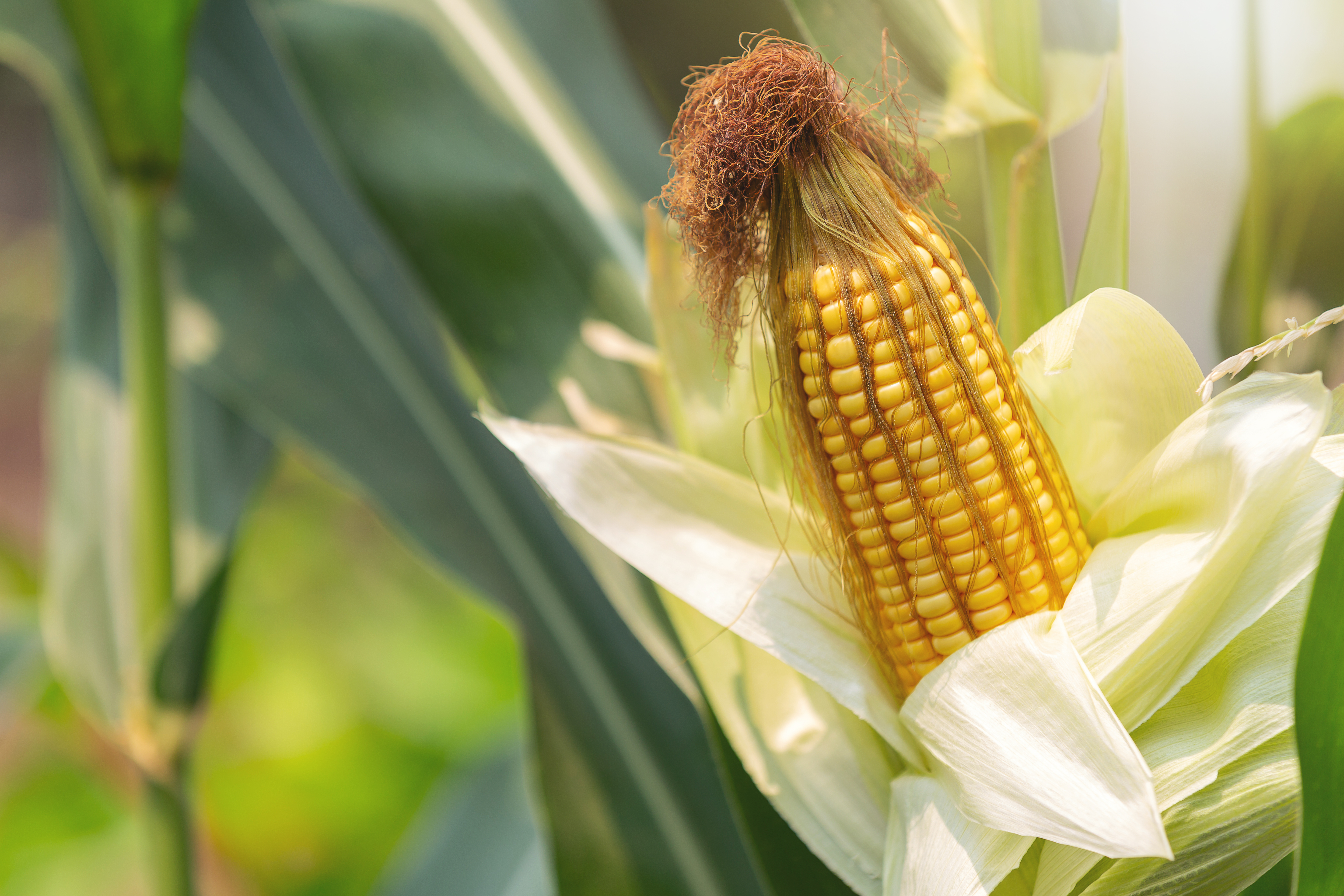 Corn agricultural commodity
